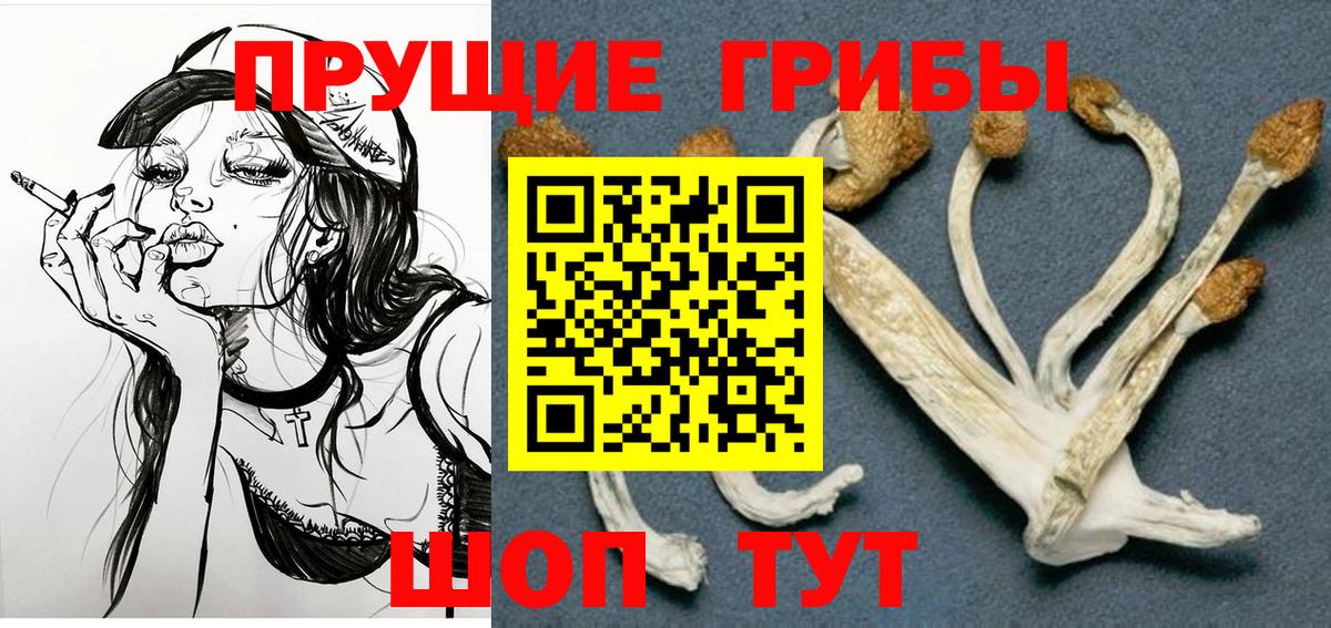 Псилоцибиновые грибы Psilocybe Березники